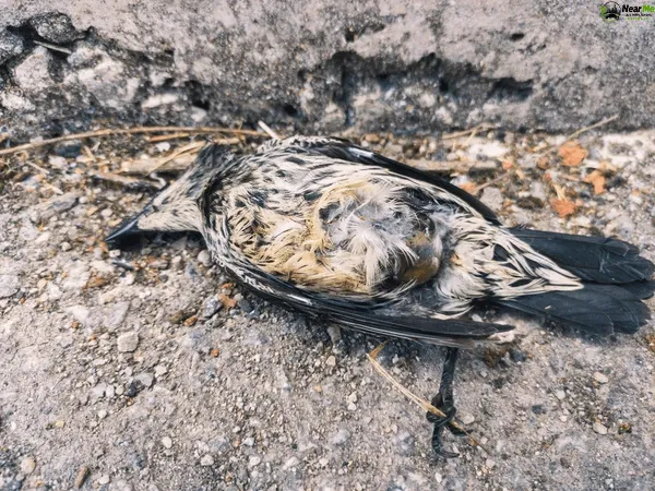Dead Bird Removal Mount Nebo