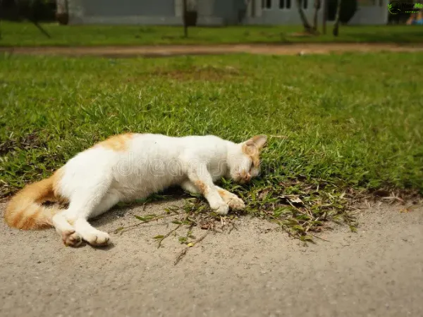 Dead Cat Removal Mount Nebo