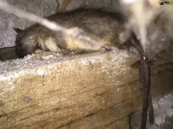 Dead Rat Removal Mount Nebo